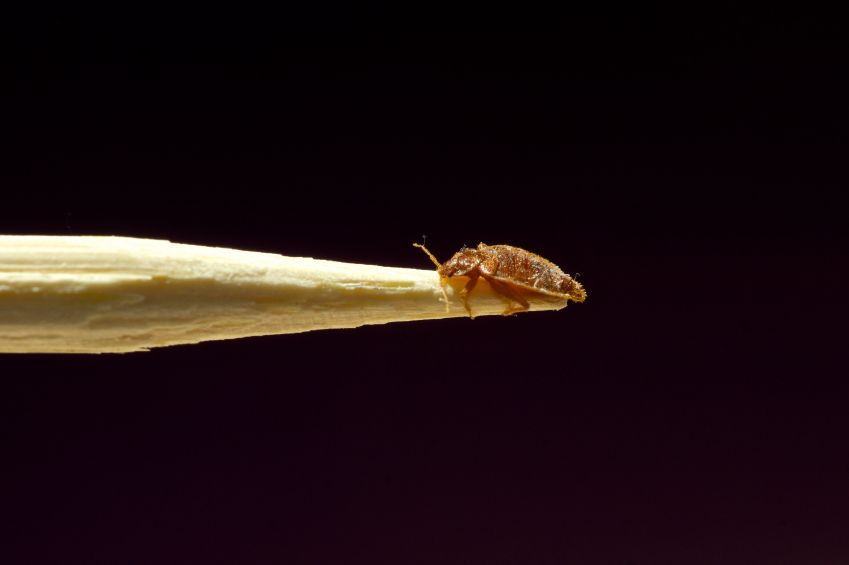 Bed Bug on stick.