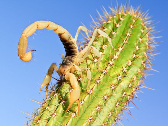 Scorpion on a cactus.