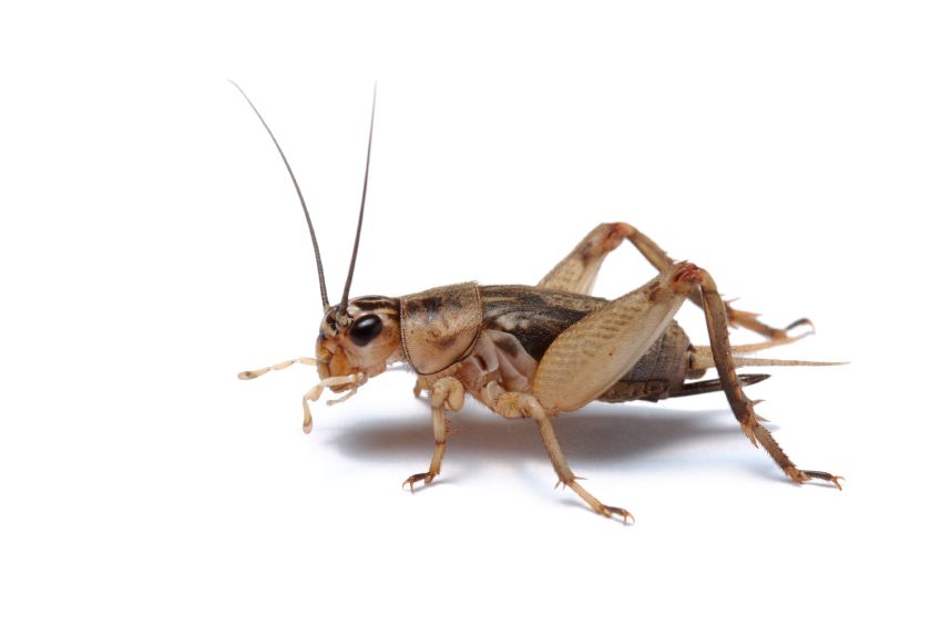 How To Stop Crickets Chirping In The House