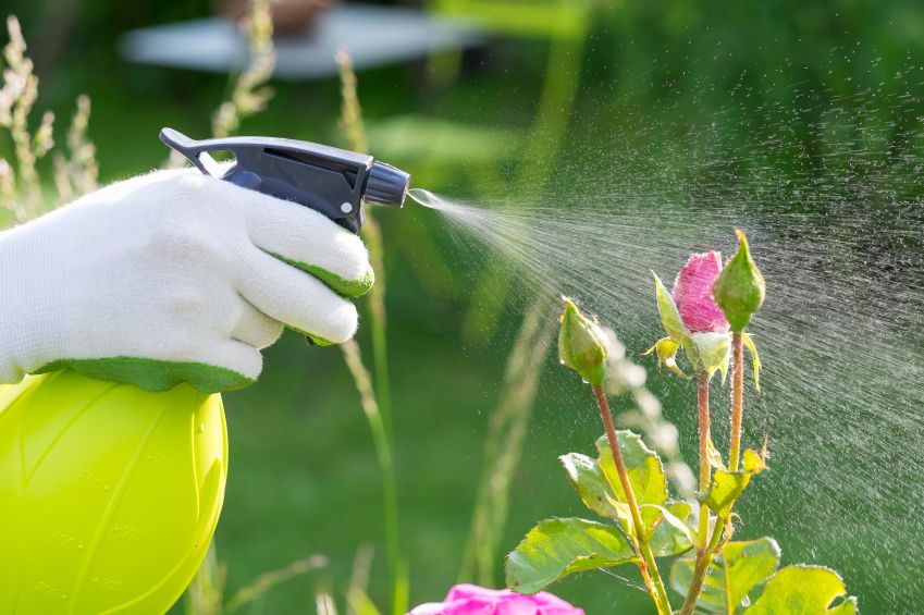 DIY pest control spray bottle spraying flower.