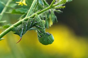 Green caterpillar.