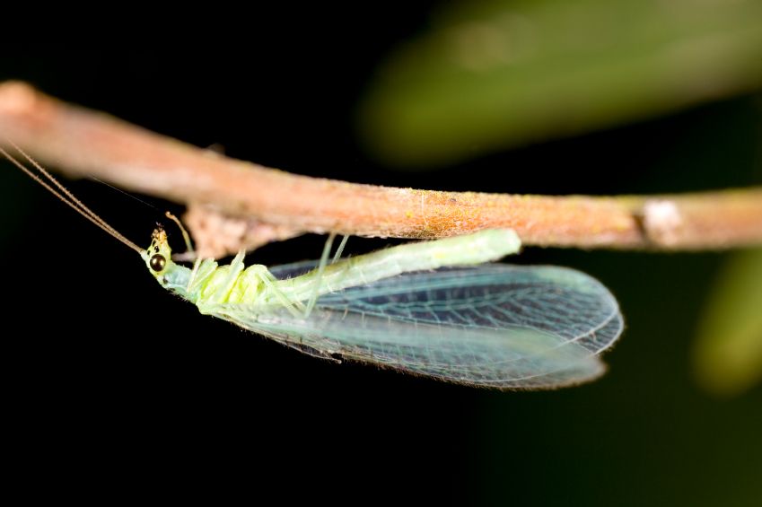 Lacewing.