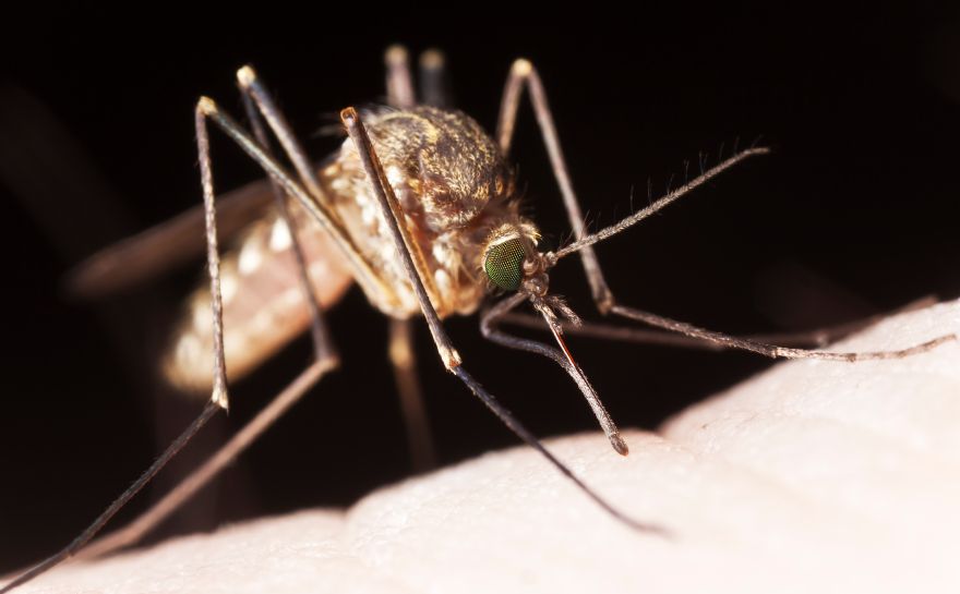 Mosquito Zika Virus.