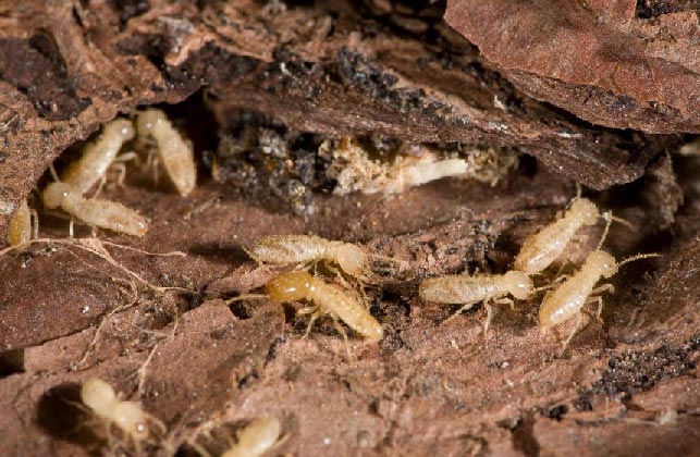 Group of termites.