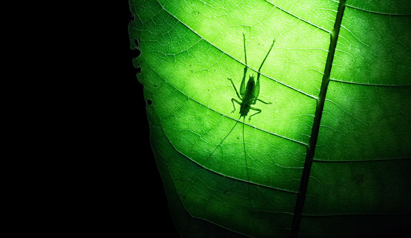 Backlit silhouette of a cricket crawling on a green leaf