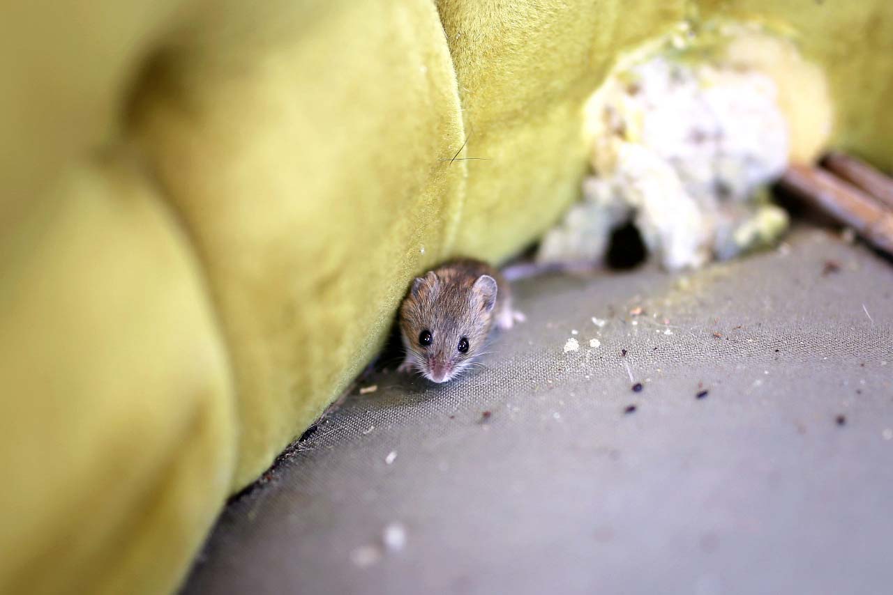 Grey Mouse Living Inside Old Chair