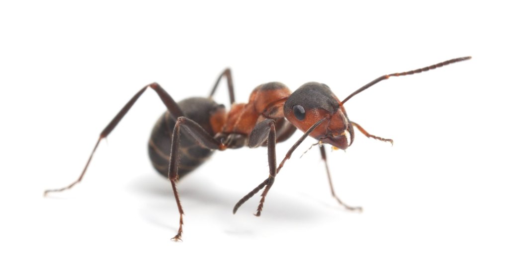 Black and brown fire ant.