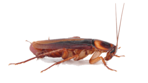 Dark brown cockroach.