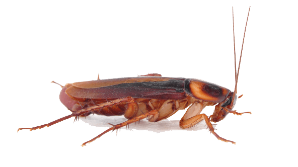 Side profile of a brown cockroach.