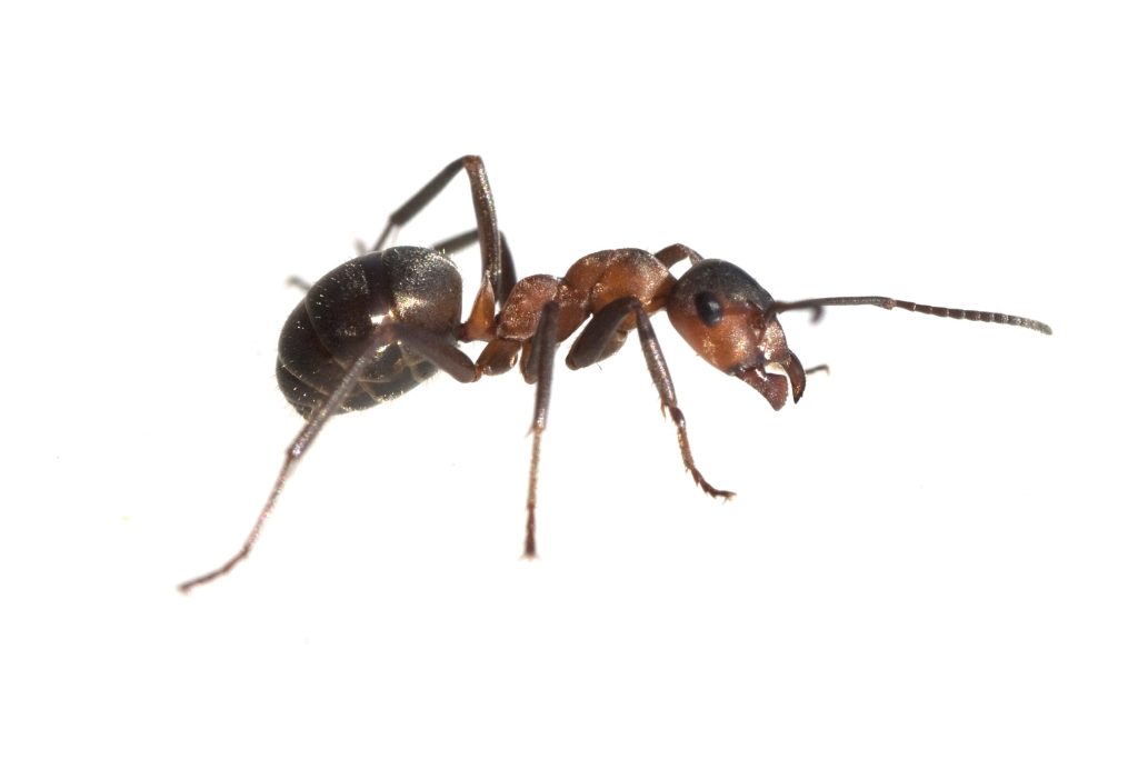 Dark brown crazy ant.