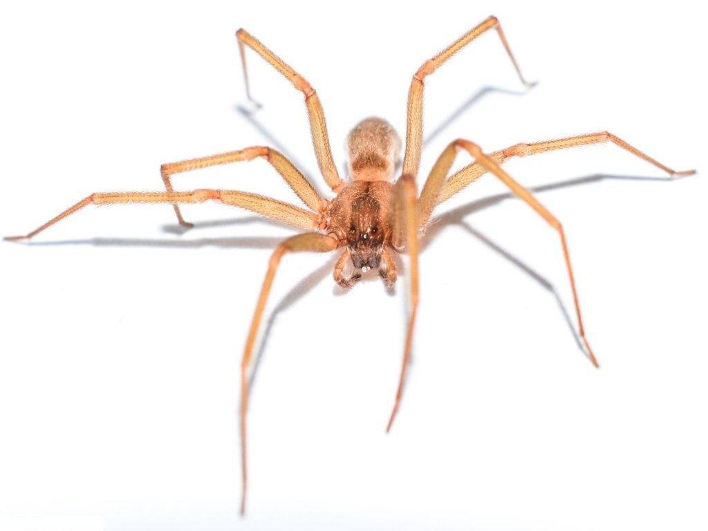 Brown Recluse Spider Pest Library Burns Pest Elimination