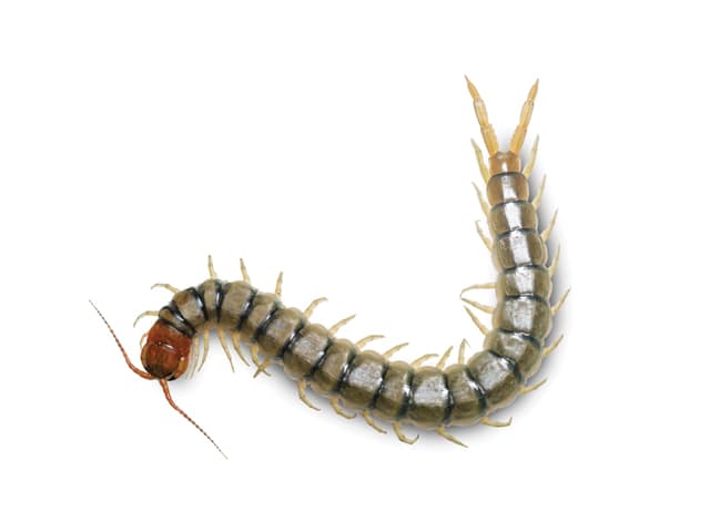 Centipede.