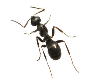 Ant; black; garden ant; Lasius niger
