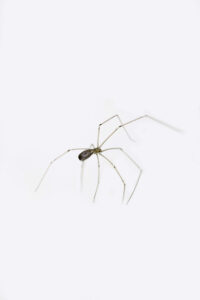 Cellar spider on white background