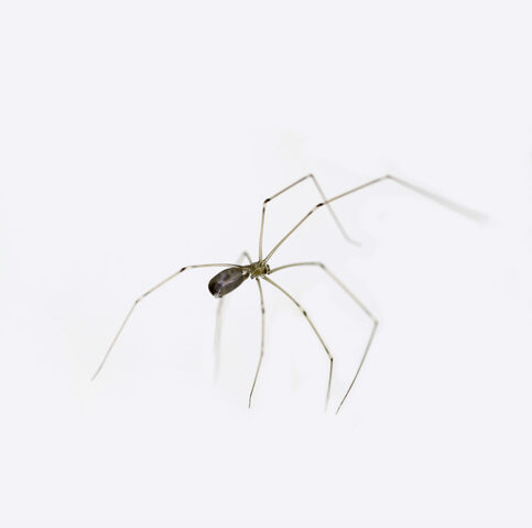 Cellar spider on white background