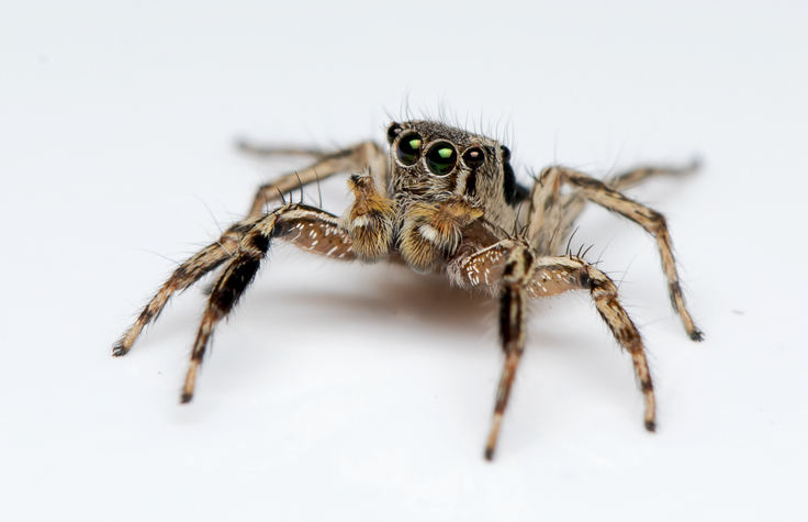 jumping spider on white background