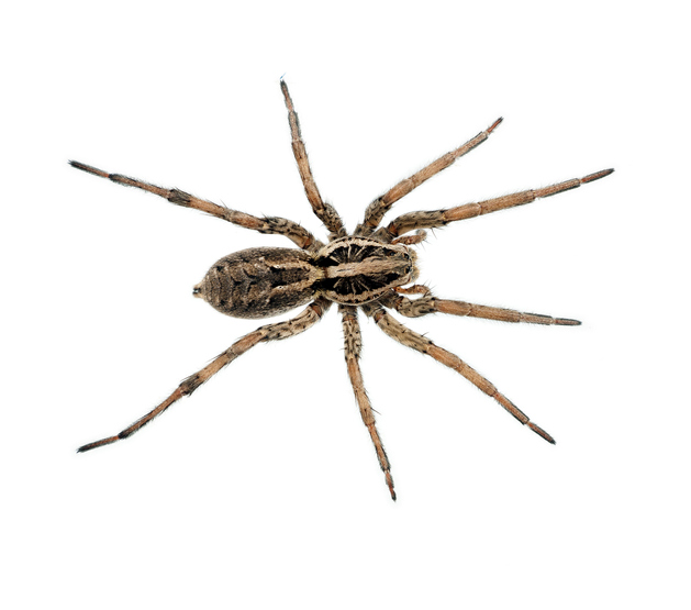 A very large Wolf spider, overhead view, symmetrical pose