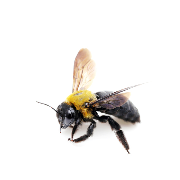 carpenter bee Xylocopa pubescens on white background