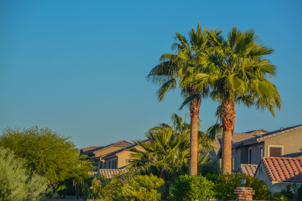 Beautiful view of the palm trees and plants in the southwest desert in Peoria, Arizona, Maricopa County