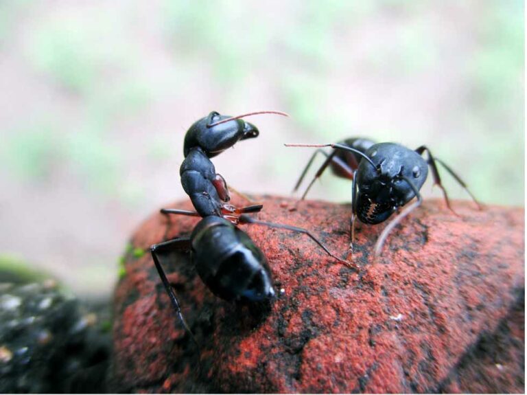 Odorous House Ant vs Carpenter Ant Burns Pest