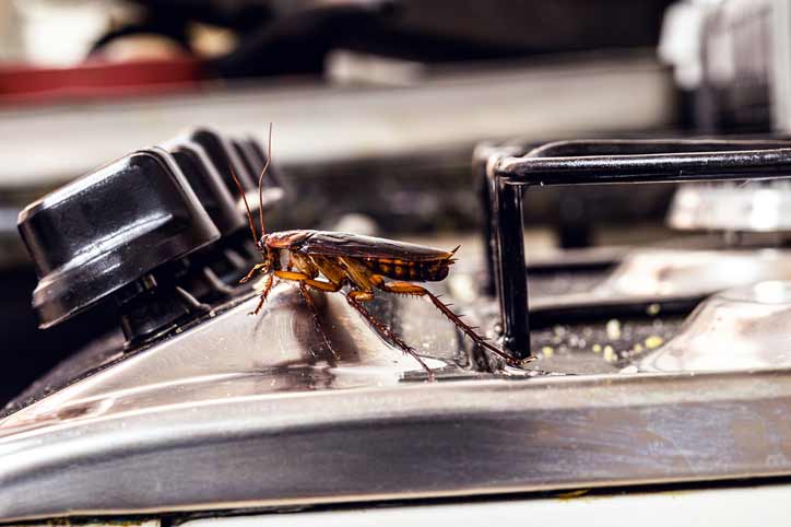 Cockroach laying on a stove.