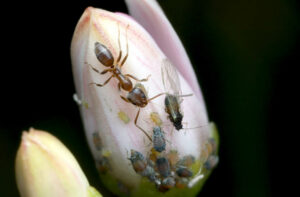 Argentine ant (Linepithema humile) tends a colony of aphids (Aphis sp.) on a Jade flower bud (Crassula ovata)