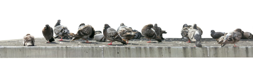 Flock of pigeons on a roof.