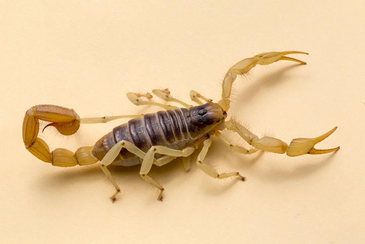 Scorpion with claws out.
