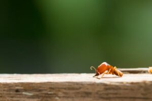 Termite on wooden background
