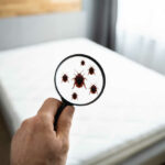 A magnifying glass is held up to a bed, revealing bed bugs