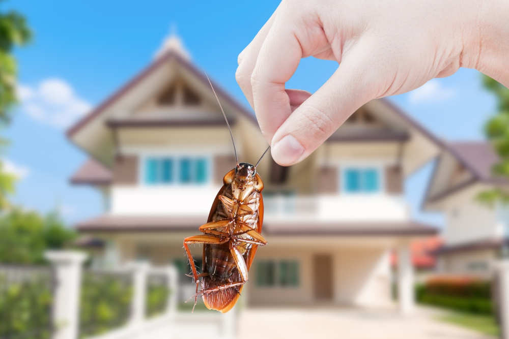 A hand holds a cockroach in front of a suburban home
