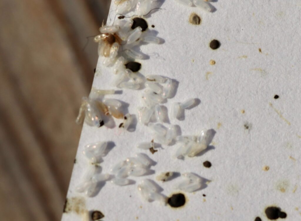 A close up image of bed bug eggs and larvae