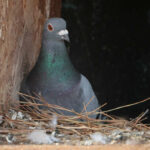 A pigeon sits in its nest on a house