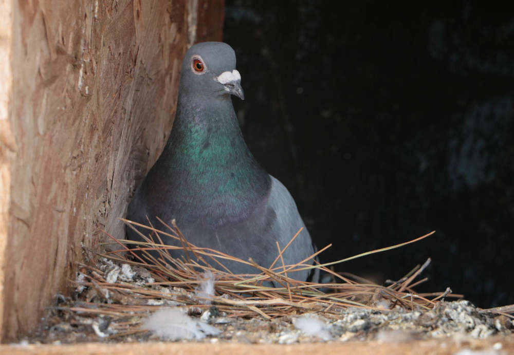 A pigeon sits in its nest on a house