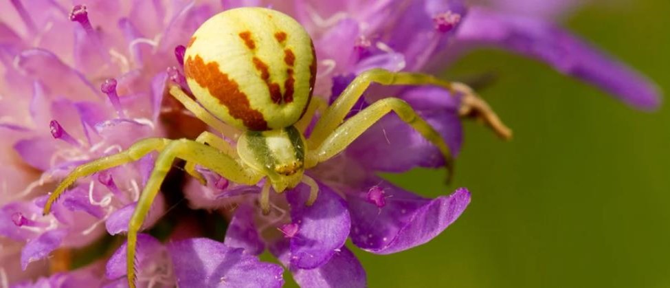 a yellow crab spider with brown stripes rests on a purple flower