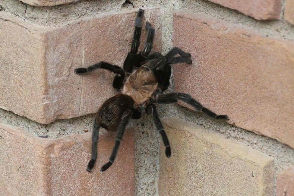 A tarantula climbs the brick exterior of a home