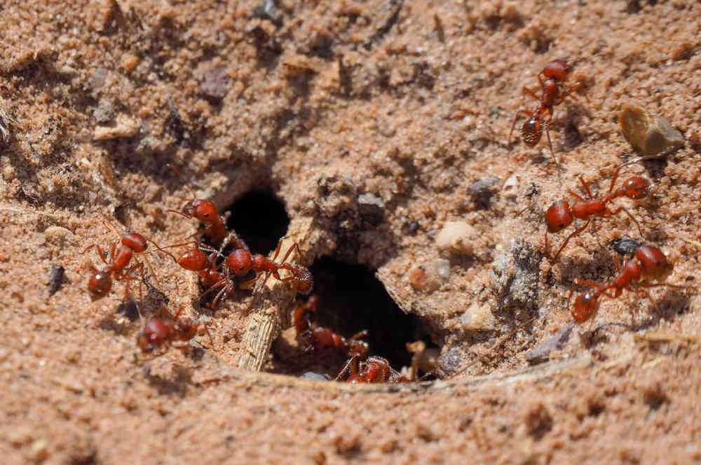 A colony of red fire ants crawl around the entrance of their home, which is a tunnel with a brown stick burrowed into the dirt.