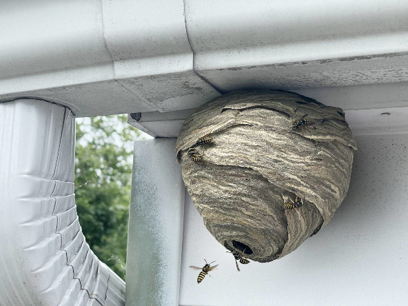 A colony of paper wasps nest on the gutter of a home, flying in and out of their home