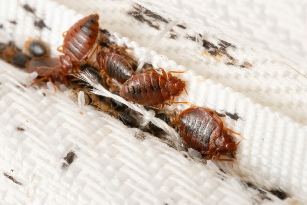 Four brown bed bugs are seen crawling out from inside of a cushion, which has been stained with black spots.