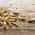 Termites eating into wood.