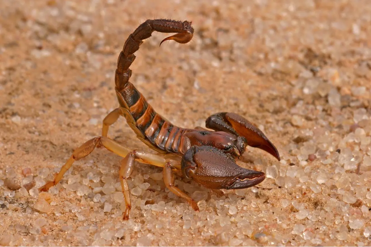 Scorpion in the desert.