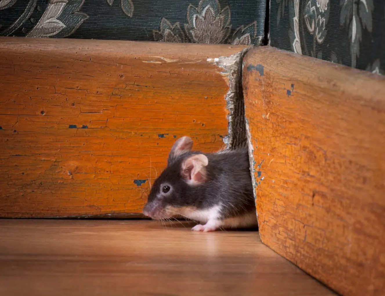 Picture of a mouse that is starting to enter the house a corner spot.