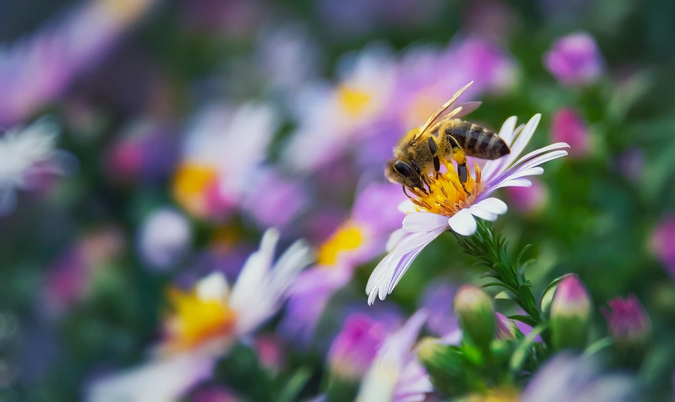 A honey bee pollinates a flower in a beautiful garden.