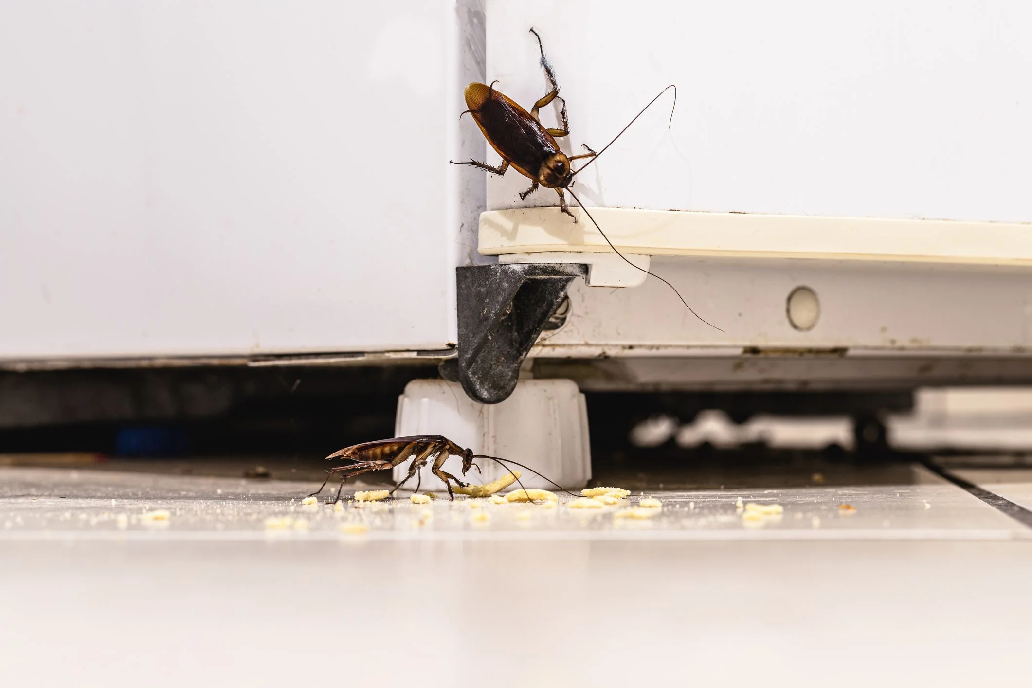 Cockroaches looking for food in kitchen area.