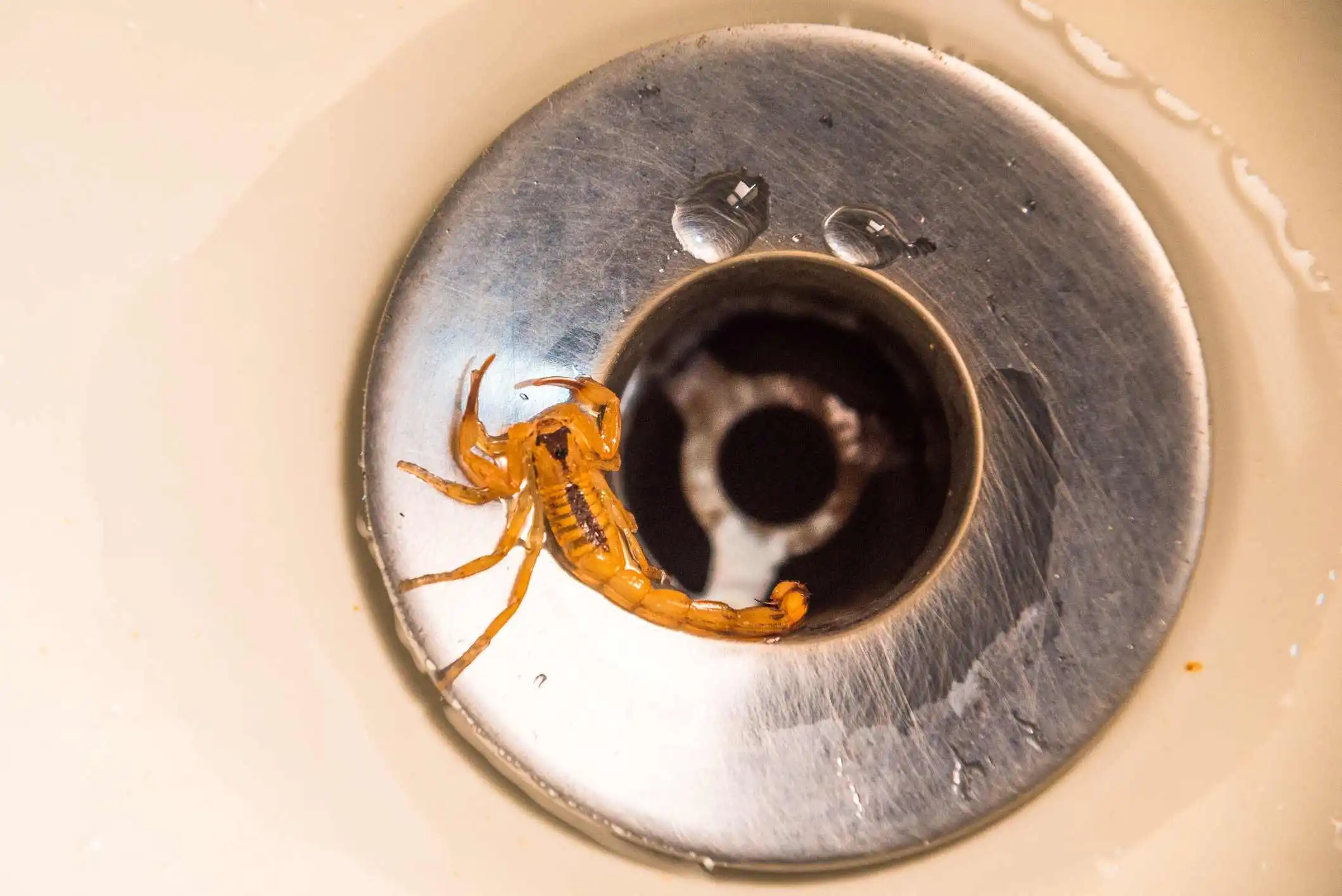 Scorpion in a sink.