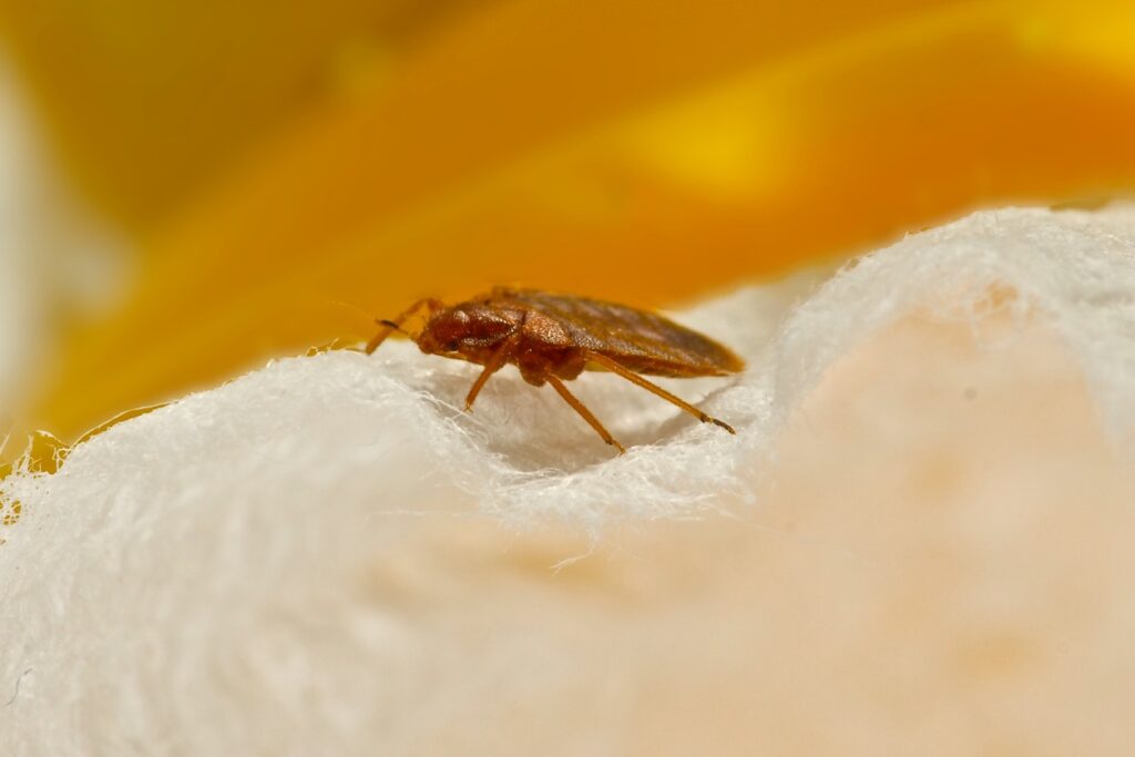 A brown bed bug stands upon a pillow