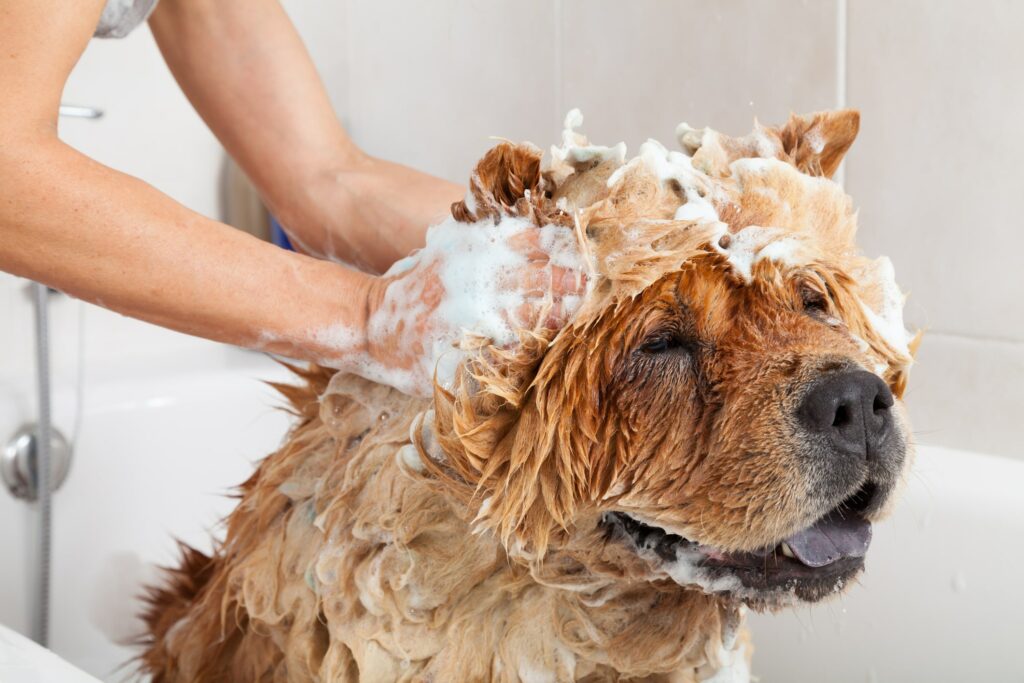 Chow chow dog receives a shampoo bath to prevent pests