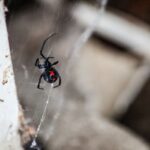 Black widow spinning a web from underneath a branch