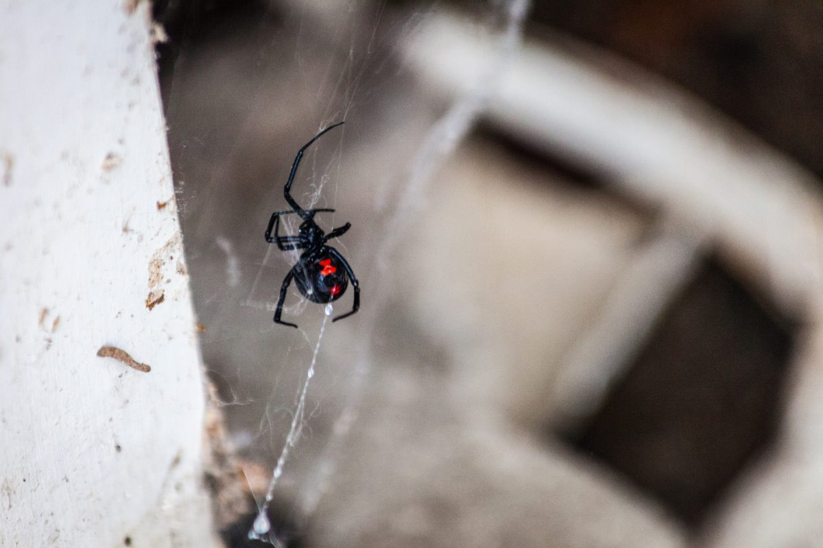 Black widow spinning a web from underneath a branch