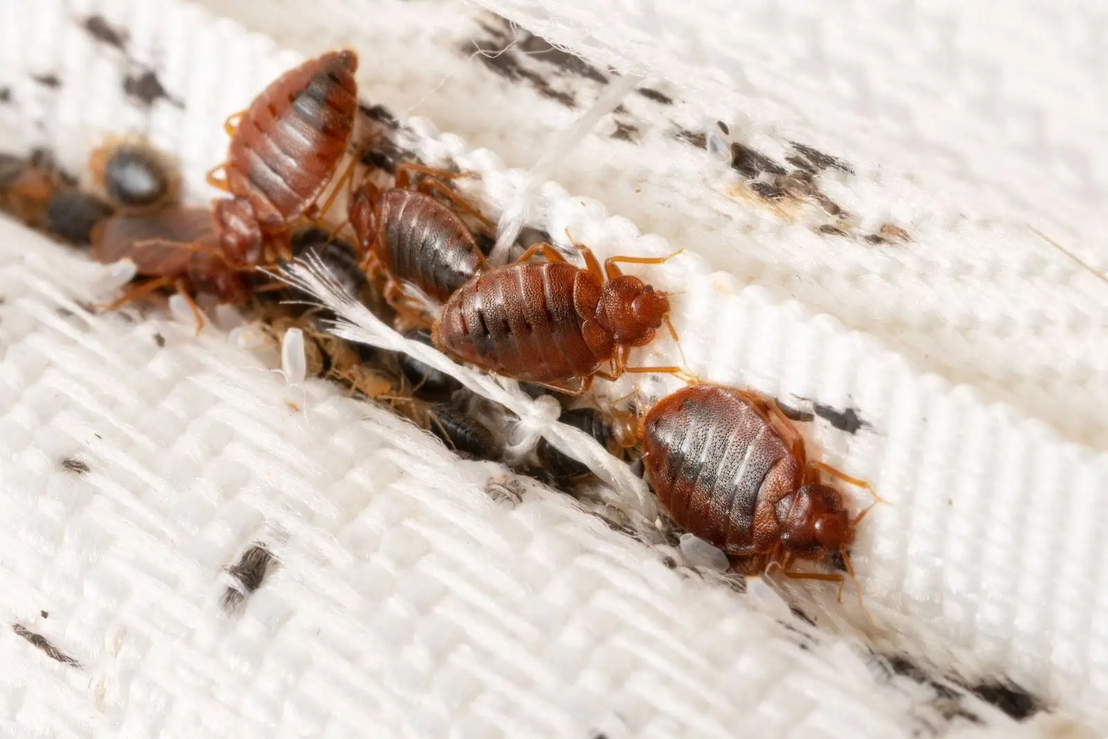 Bed bugs in seam of a bed.